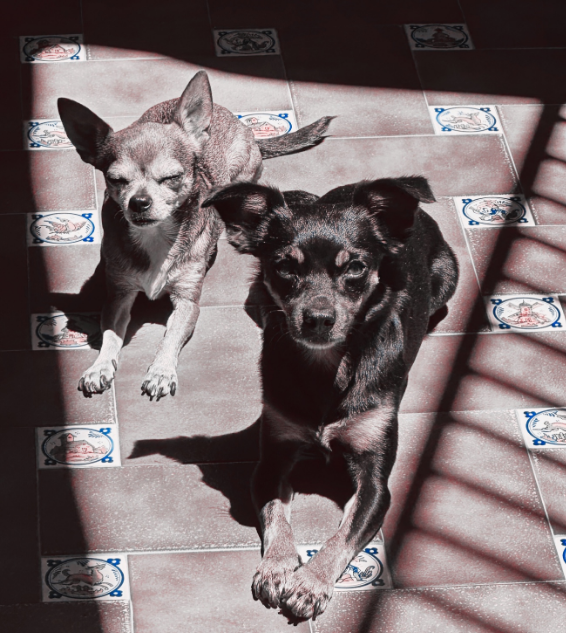 La imagen muestra a dos perros tomando el sol en el patio de un hogar familiar